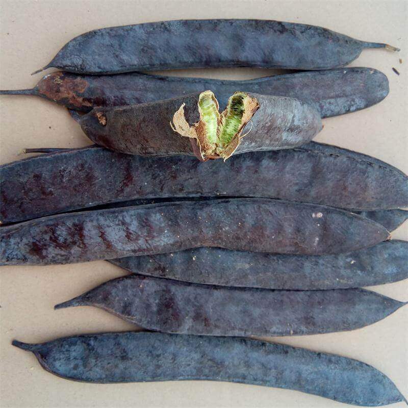 Honey Locust Drying Process